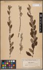 Foto von Salix aurita L.